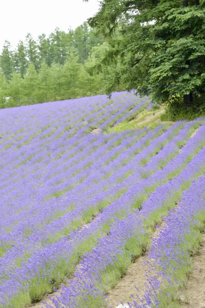 Colorful Lavender farm7 — Stock Photo, Image
