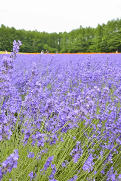 Barevné levandule farm6 — Stock fotografie