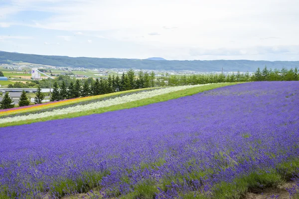 Barevné levandule farm4 — Stock fotografie