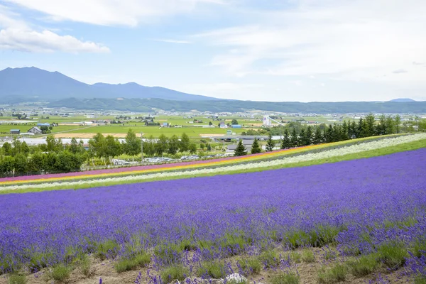 Colorful Lavender farm3 — Stock Photo, Image