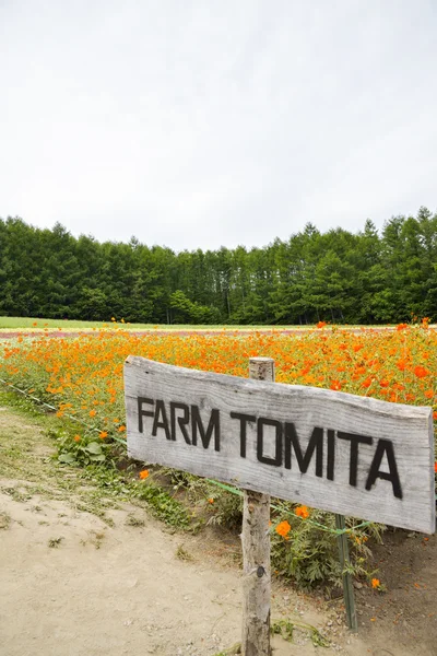 Blomma i tomita gård japan — Stockfoto