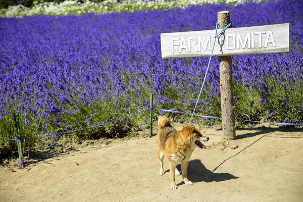 Der Hund und Lavendelfeld 4 — Stockfoto
