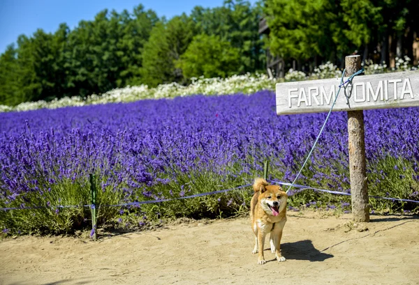 Der Hund und Lavendelfeld 1 — Stockfoto