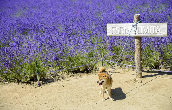 Der Hund und Lavendelfeld 2 — Stockfoto