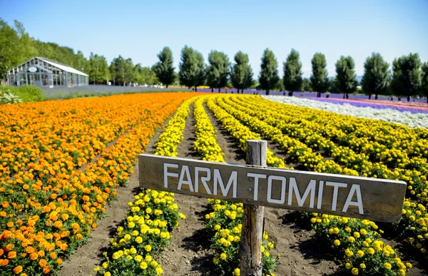 Colorful flower in Farm Tomita3 — Stock Photo, Image