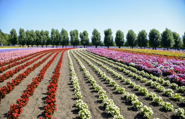 Renkli çiçek row3 — Stok fotoğraf