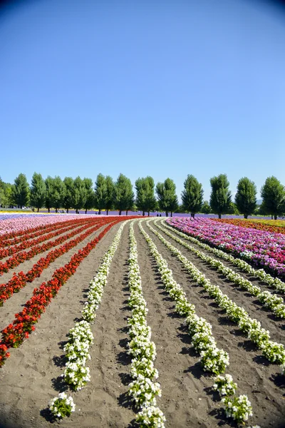 Colorful flower in the row2 — Stock Photo, Image