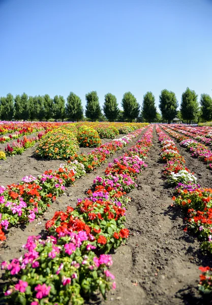 Colorful flower in the row1 — Stock Photo, Image