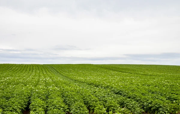 Un sacco di fiore di patate con cielo nuvoloso2 — Foto Stock