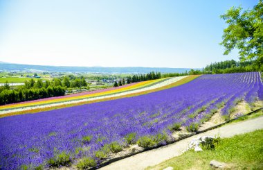 field5 lavanta ve renkli çiçek