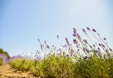 lavanta ile sunshine1