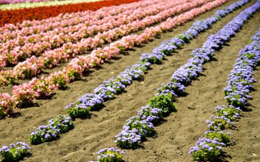 sunshine12'ın renkli çiçeklerle satır