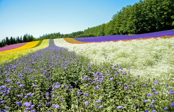 Flor colorida na linha com céu azul6 — Fotografia de Stock