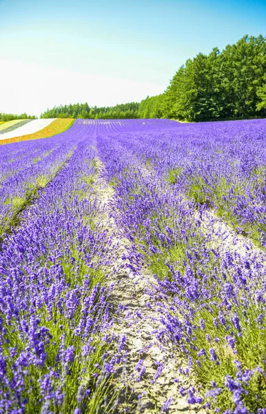 Lavendel veld in de row1 — Stockfoto