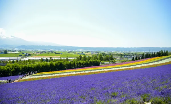 Lavanda e flor colorida no campo8 — Fotografia de Stock