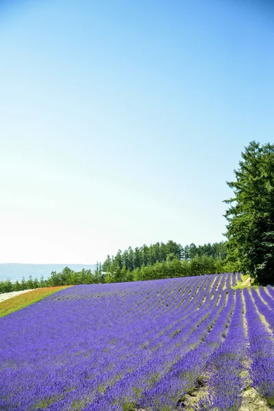 Lavender flower in the row1 — Stock Photo, Image