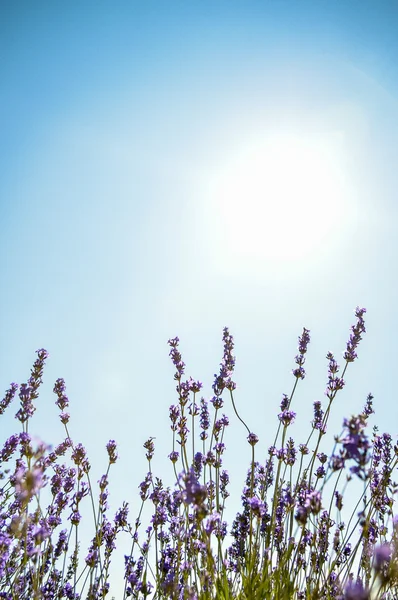 Lavender flower with blue sky3 — Stock Photo, Image