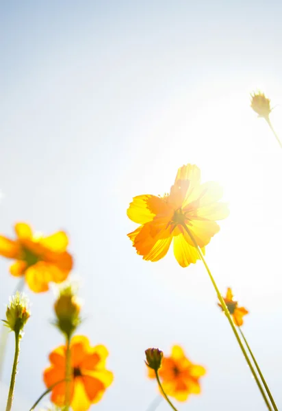 Yellow Cosmos flower with sunshine3 — Stock Photo, Image