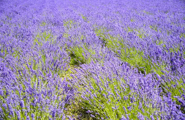 Plenty of lavender flower — Stock Photo, Image