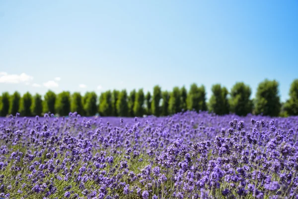 Campo di fiori di lavanda con cielo blu1 — Foto Stock