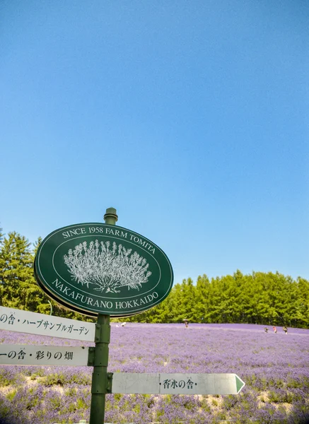 Lawendowe pole w Japonii gospodarstwa tomita — Zdjęcie stockowe