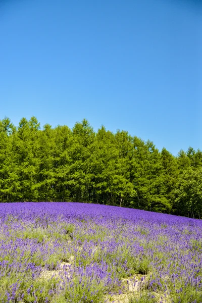 Lavender field with blue sky — Stock Photo, Image
