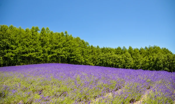 Lavendelfelt med blå himmel – stockfoto