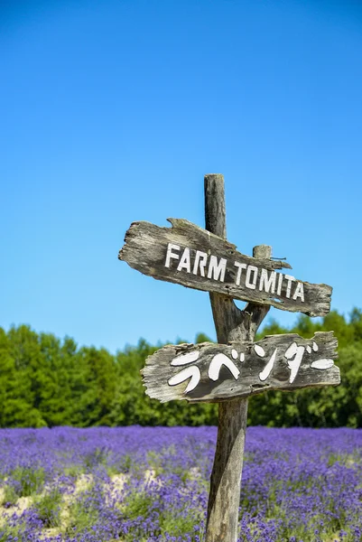 Lavender in Tomita farm Japan — Stock Photo, Image