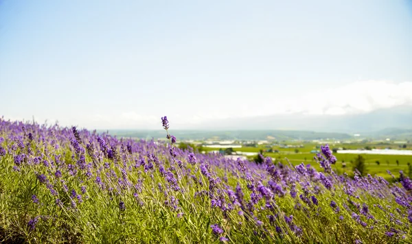 Lavendel met sunshine5 — Stockfoto