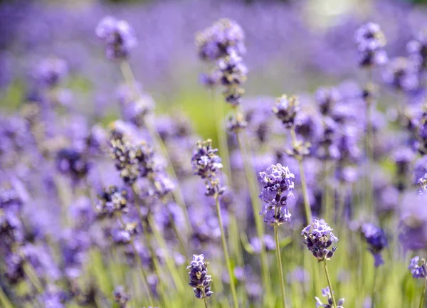 Veel lavendel in het veld — Stockfoto