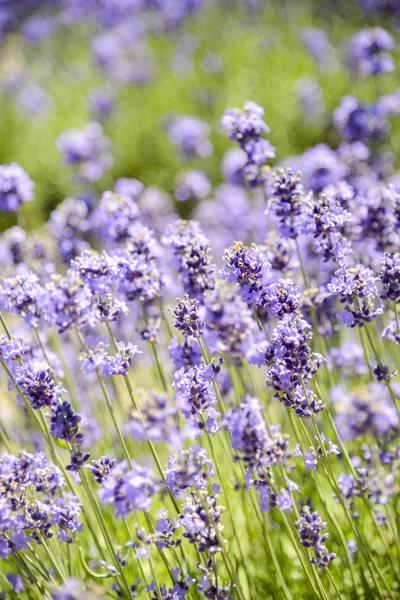 Plenty Lavender in the field2 — Stock Photo, Image