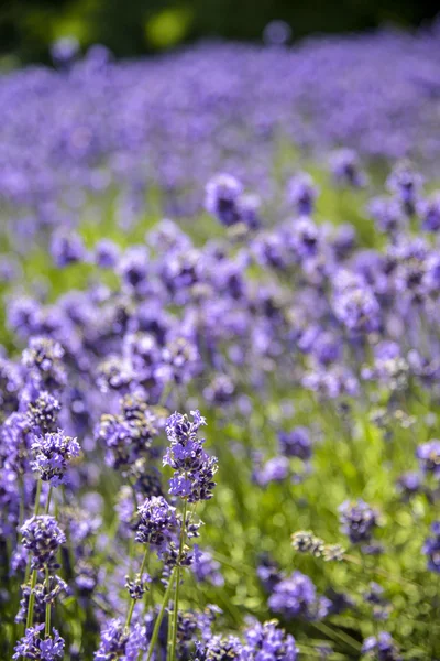 Veel lavendel in het veld — Stockfoto