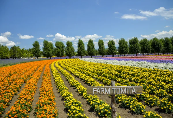 Wiersz kolorowy kwiat w gospodarstwie tomita — Zdjęcie stockowe