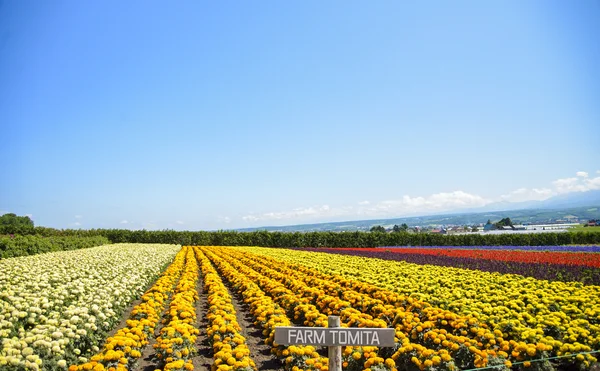 Rij van kleurrijke bloemen met zon — Stockfoto