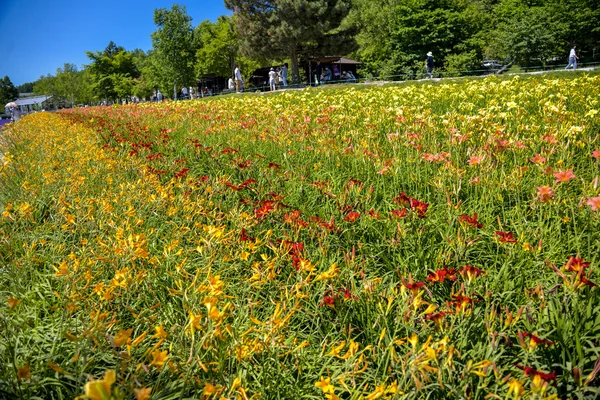 Rad av färgglada blommor med sunshine4 — Stockfoto