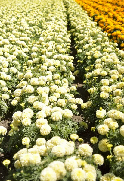 Fila de flores de colores con sol 8 —  Fotos de Stock