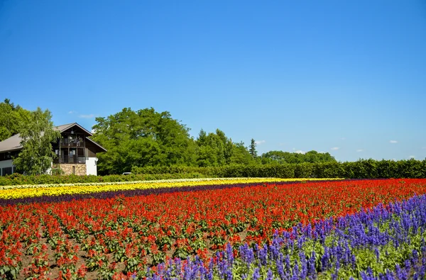 Row of colorful flowers with sunshine10 — Stock Photo, Image