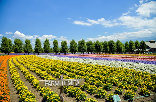 Rad av färgglada blommor i tomita gård — Stockfoto