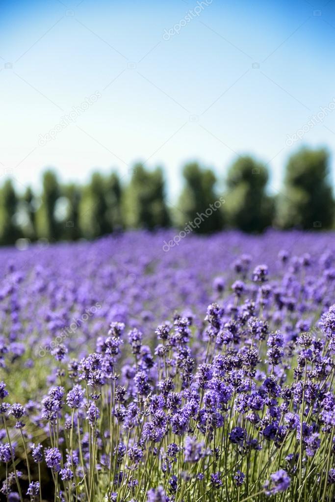 Lavender flower field with blue sky