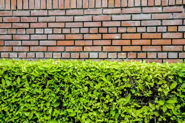 Brun vägg och grön växt — Stockfoto