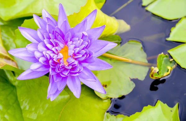 Purple lotus on the water — Stock Photo, Image