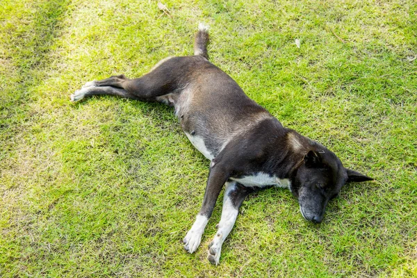 A fekete kutya alszik a zöld grass2 — Stock Fotó
