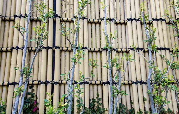 Bamboo fence2 — Stock Photo, Image