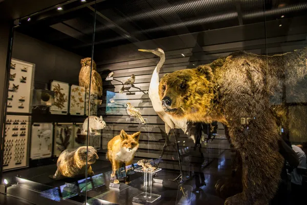 Farce des animaux au Musée national de la nature et des sciences Japon — Photo