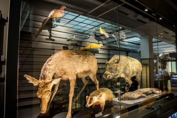 Doğa ve bilim Japonya Ulusal Müzesi'nde hayvan doldurma — Stok fotoğraf