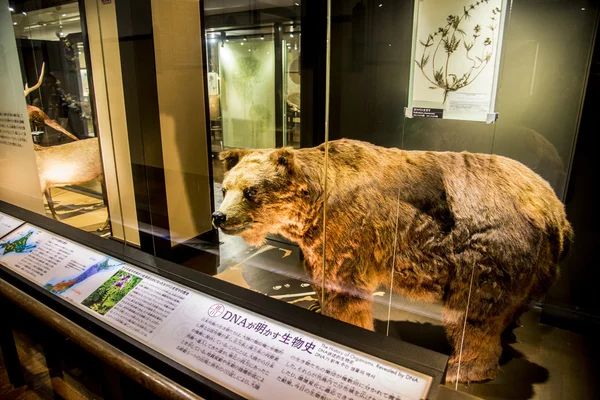 Ours en peluche au Musée national de la nature et des sciences Japon — Photo