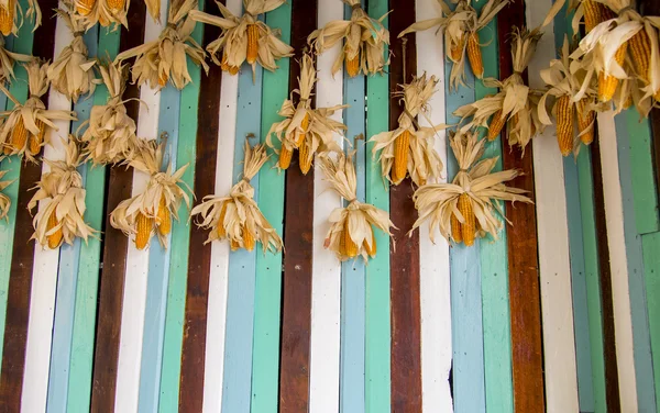 A lot of dry corns on wooden wall1 — Stock Photo, Image