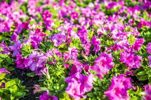 Purple Allamanda flowers in the garden6 — Stock Photo, Image