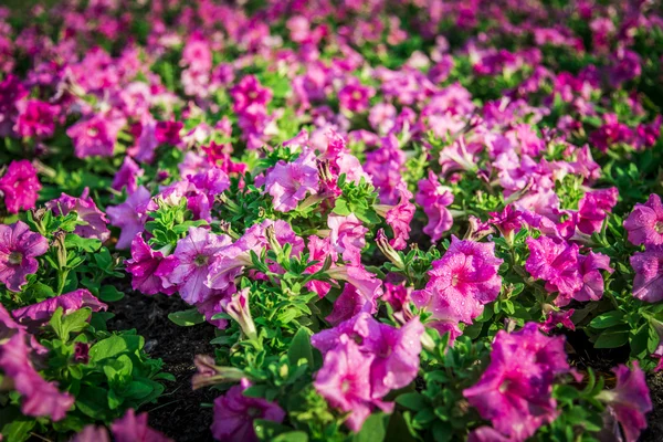 Purple Allamanda flowers in the garden7 — Stock Photo, Image