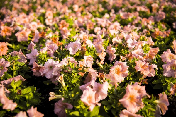 Flores de Allamanda púrpura en el jardín8 — Foto de Stock